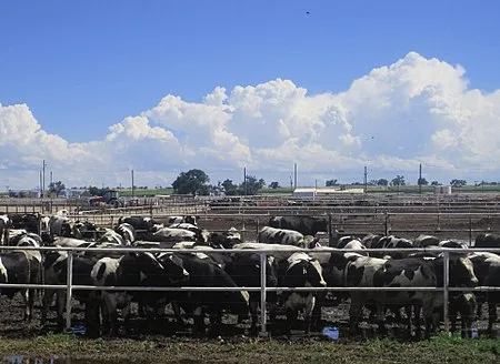 A herd of cattle in California, USA