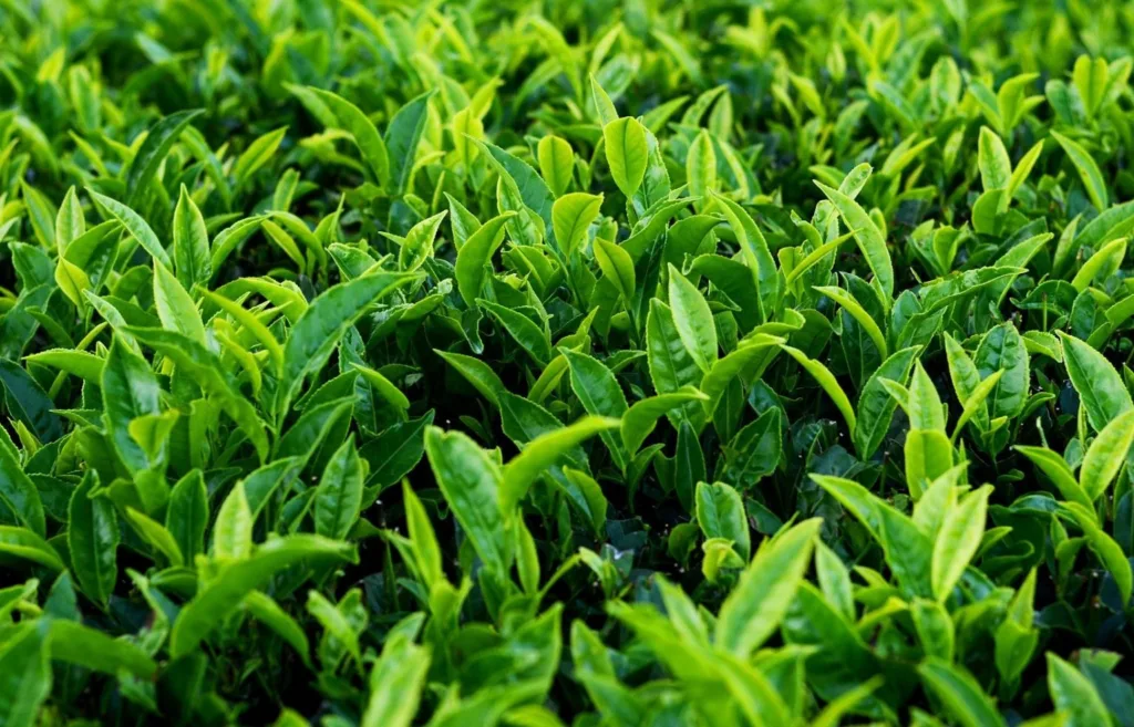 Tea cultivation Image