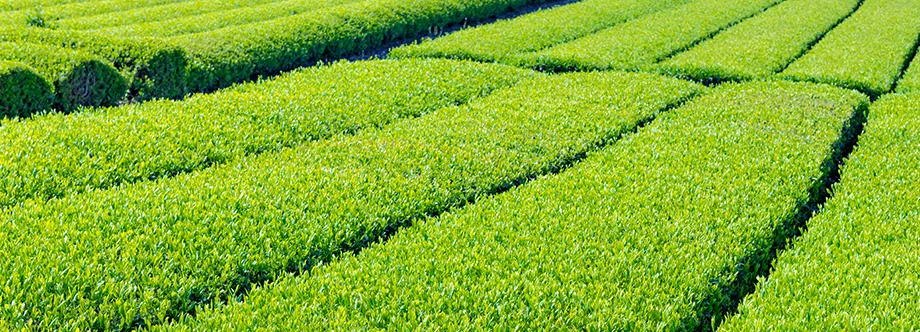 Tea Cultivation Banner