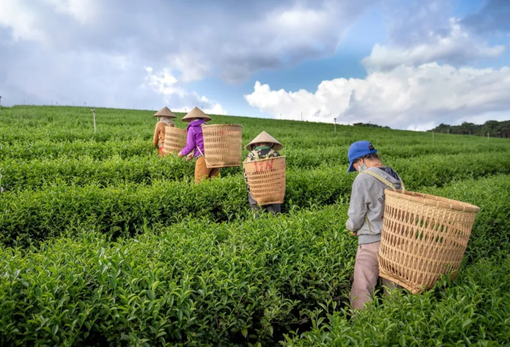 Tea Harvesting Image